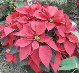 Red poinsettias